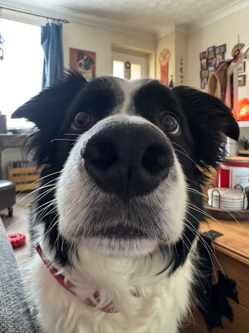 Max, Amy's dog — a black-and-white border collie with a big nose right up to the camera